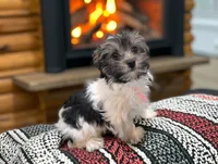 MINNIE, a female Biewer for sale in Culpeper, VA – 4 of 5
