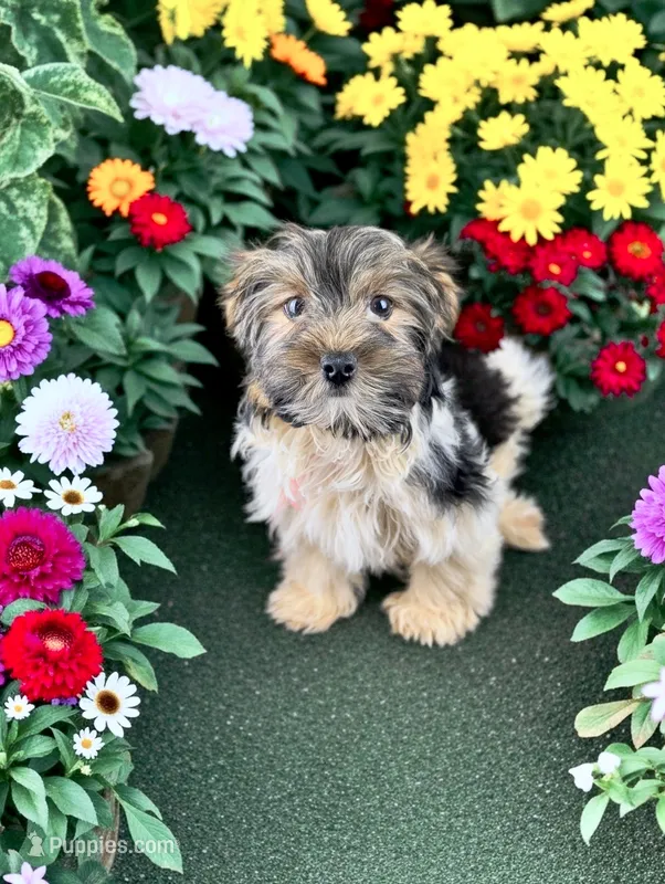 MINNIE – Biewer puppy for sale in Culpeper, VA