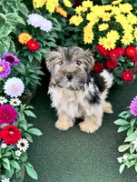 MINNIE, a female Biewer for sale in Culpeper, VA – 1 of 5