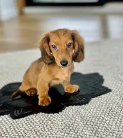 FERDINAND, a male Miniature Dachshund for sale in Culpeper, VA – 2 of 2