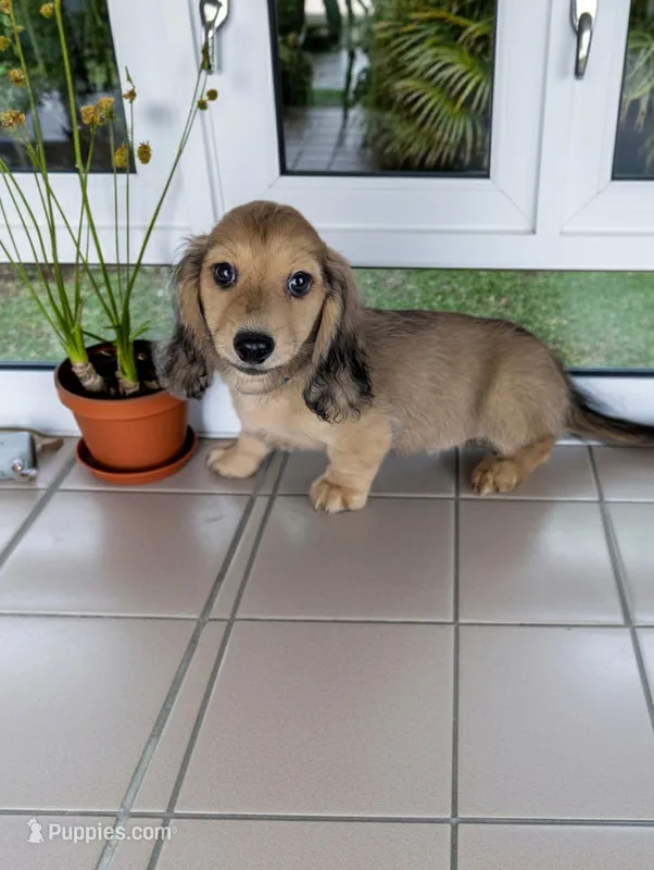 SAMMY – Miniature Dachshund puppy for sale in Culpeper, VA