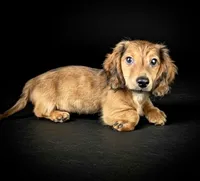 FOZZY, a male Miniature Dachshund for sale in Culpeper, VA – 2 of 4