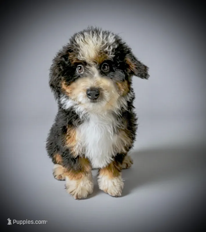 LIZZY – Bernedoodle puppy for sale in Culpeper, VA