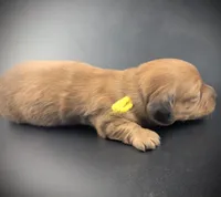 LYNELLE, a female Miniature Dachshund for sale in Culpeper, VA – Photo 2 of 3