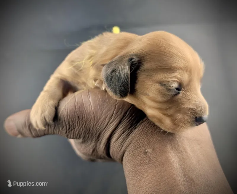 LYNELLE – Miniature Dachshund puppy for sale in Culpeper, VA