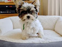 MIKE, a male Biewer for sale in Culpeper, VA – 1 of 1