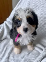 GAMILYA, a female Bernedoodle for sale in Culpeper, VA – 1 of 3