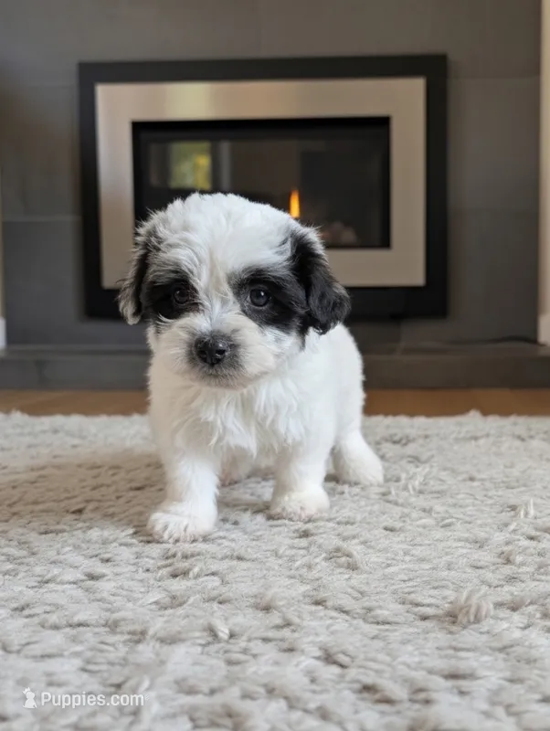 OCEAN – Coton de Tulear puppy for sale in Culpeper, VA