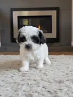 OCEAN, a female Coton de Tulear for sale in Culpeper, VA – 1 of 1