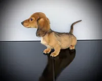FOZZY, a male Miniature Dachshund for sale in Culpeper, VA – 2 of 2