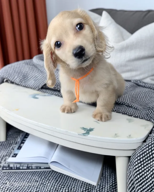 AVION – Miniature Dachshund puppy for sale in Culpeper, VA