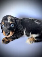 CONNER, a male Miniature Dachshund for sale in Culpeper, VA – 2 of 5