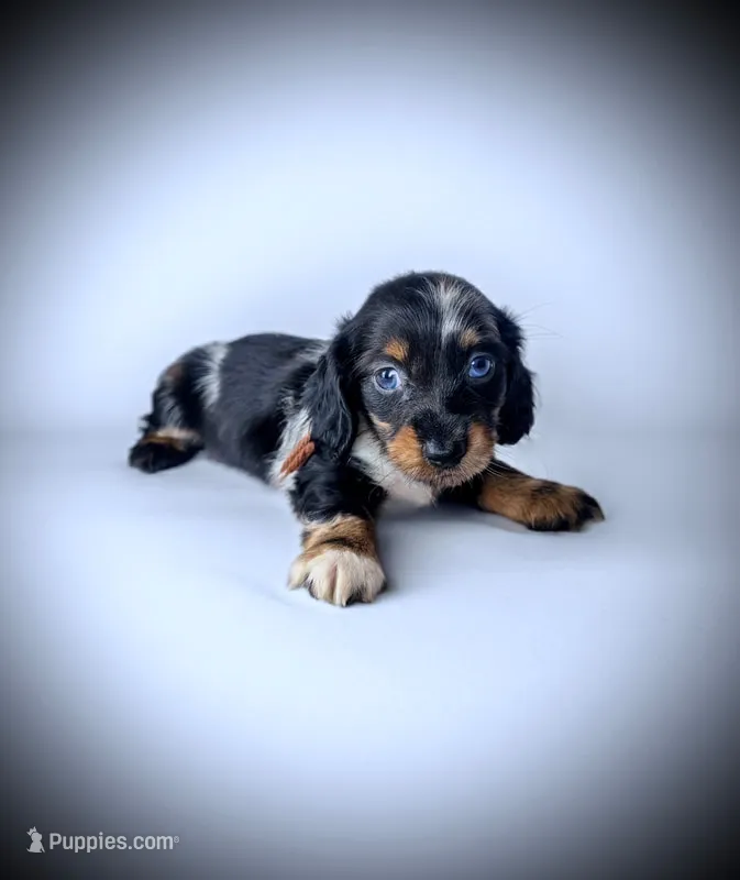 CONNER – Miniature Dachshund puppy for sale in Culpeper, VA