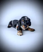 CONNER, a male Miniature Dachshund for sale in Culpeper, VA – 1 of 5
