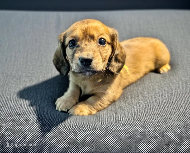 Francessca – Miniature Dachshund puppy for sale in Culpeper, VA