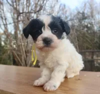 Jamie, a female Coton de Tulear for sale in Culpeper, VA – Photo 2 of 4
