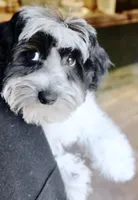 Jamie, a female Coton de Tulear for sale in Culpeper, VA – Photo 1 of 4