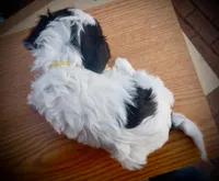 Jamie, a female Coton de Tulear for sale in Culpeper, VA – Photo 4 of 4