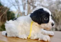 Jamie, a female Coton de Tulear for sale in Culpeper, VA – Photo 3 of 4