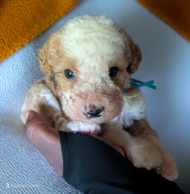 GIDEON – Bernedoodle puppy for sale in Culpeper, VA