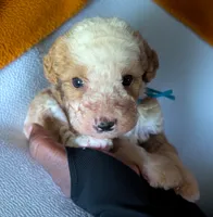 GIDEON, a male Bernedoodle for sale in Culpeper, VA – 1 of 2
