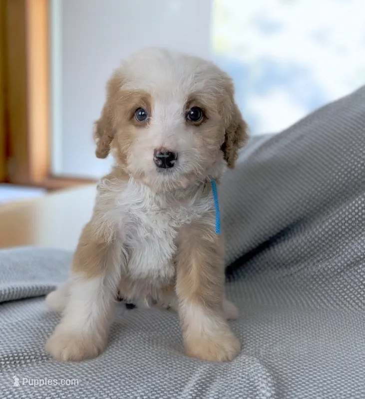 GIDEON – Bernedoodle puppy for sale in Culpeper, VA