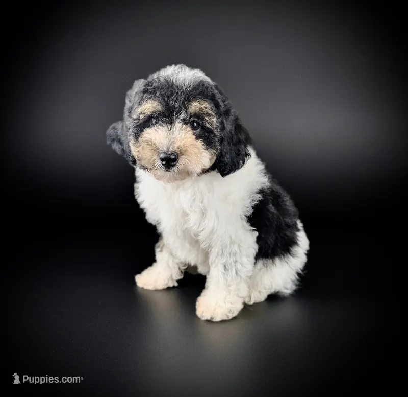 Trenda – Poodle - Miniature  puppy for sale in Culpeper, VA