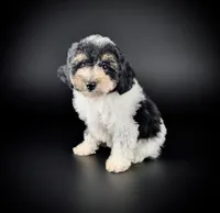 Trenda, a female Poodle - Miniature  for sale in Culpeper, VA – 1 of 1
