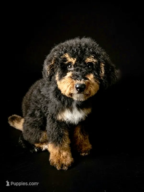 Lyle – Bernedoodle puppy for sale in Culpeper, VA