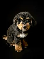 Lyle, a male Bernedoodle for sale in Culpeper, VA – 1 of 1