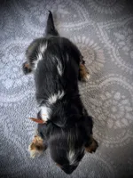 CONNER, a male Miniature Dachshund for sale in Culpeper, VA – 4 of 5