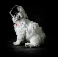 DUSTY, a male Coton de Tulear for sale in Culpeper, VA – 3 of 3