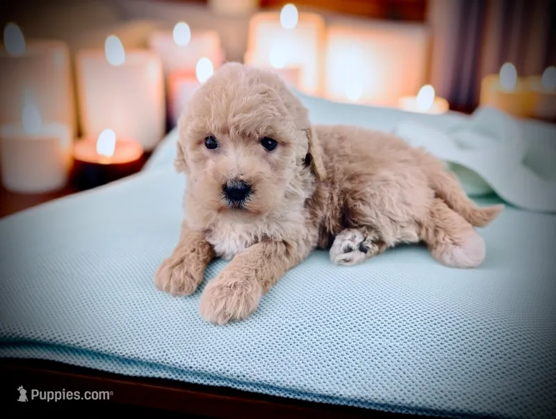 SERENITY, a female Bernedoodle for sale in Culpeper, VA – 1 of 1