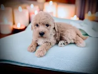 SERENITY, a female Bernedoodle for sale in Culpeper, VA – 1 of 1