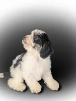 RICHARD, a male Bernedoodle for sale in Culpeper, VA – 2 of 2