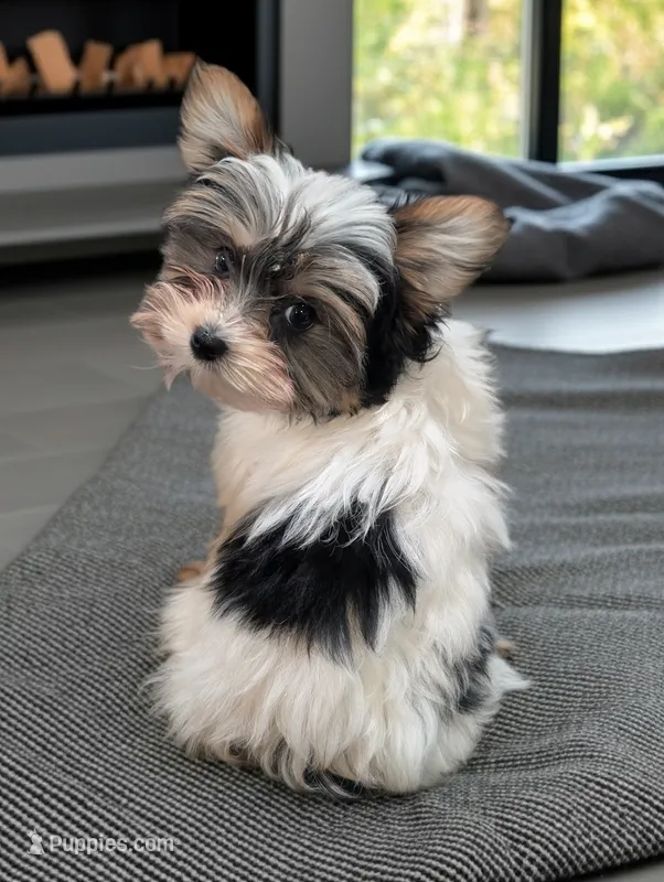MIKE – Biewer puppy for sale in Culpeper, VA