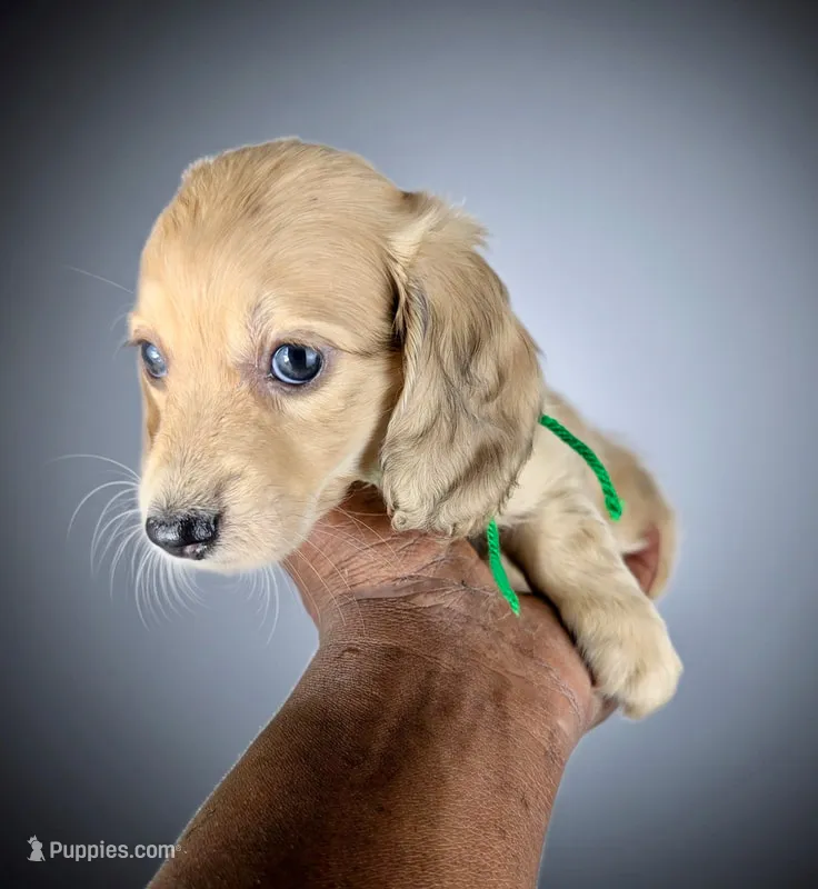 FABIAN – Miniature Dachshund puppy for sale in Culpeper, VA