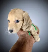 FABIAN, a male Miniature Dachshund for sale in Culpeper, VA – 1 of 2