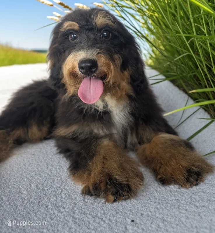 Lily – Miniature Bernedoodle puppy for sale in Culpeper, VA