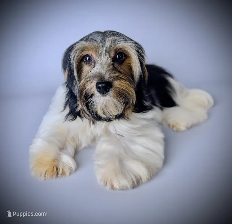 MINNIE – Biewer puppy for sale in Culpeper, VA