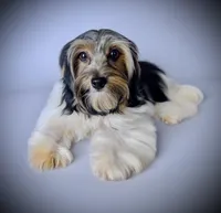 MINNIE, a female Biewer for sale in Culpeper, VA – 1 of 3