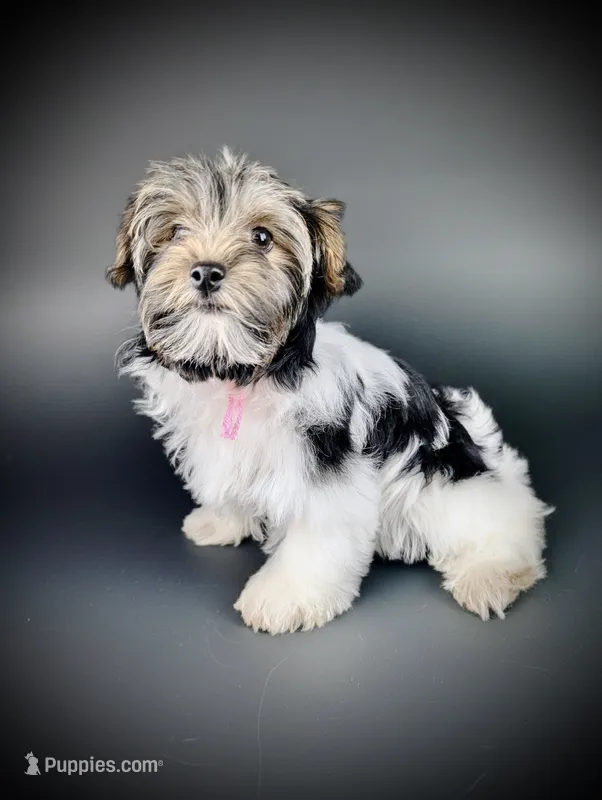 MINNIE – Biewer puppy for sale in Culpeper, VA