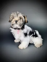 MINNIE, a female Biewer for sale in Culpeper, VA – 1 of 4