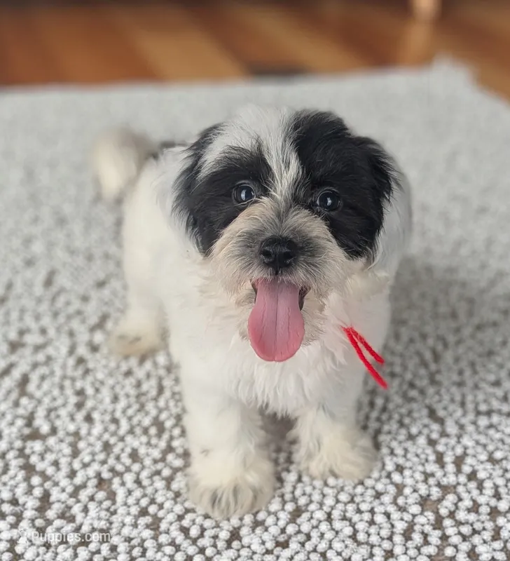 DUSTY – Coton de Tulear puppy for sale in Culpeper, VA