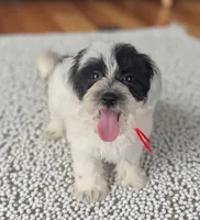 DUSTY, a male Coton de Tulear for sale in Culpeper, VA – 1 of 3