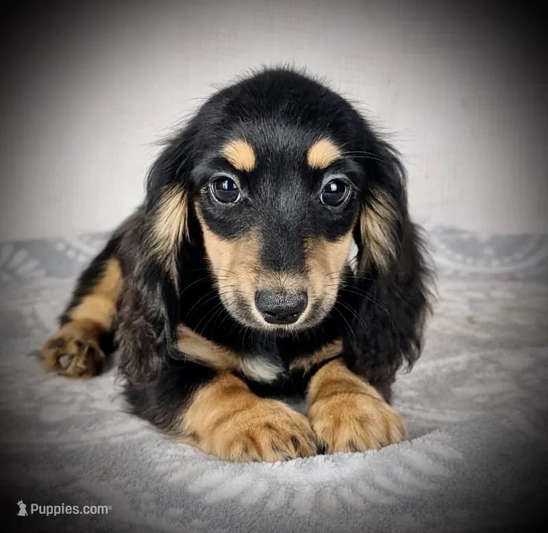 Fern – Miniature Dachshund puppy for sale in Culpeper, VA