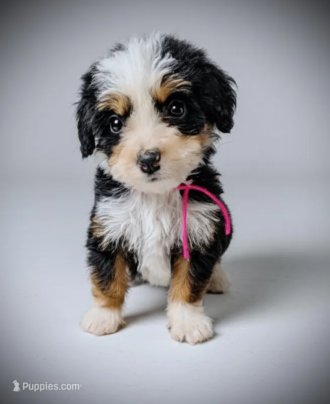 GAMILYA – Bernedoodle puppy for sale in Culpeper, VA