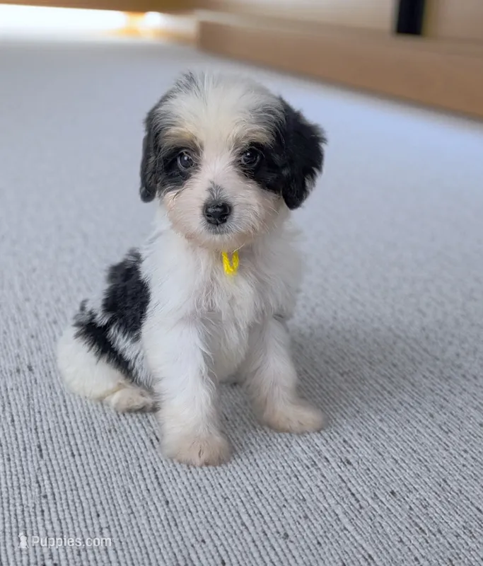 GABBY – Bernedoodle puppy for sale in Culpeper, VA