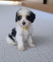 GABBY, a female Bernedoodle for sale in Culpeper, VA – 1 of 1