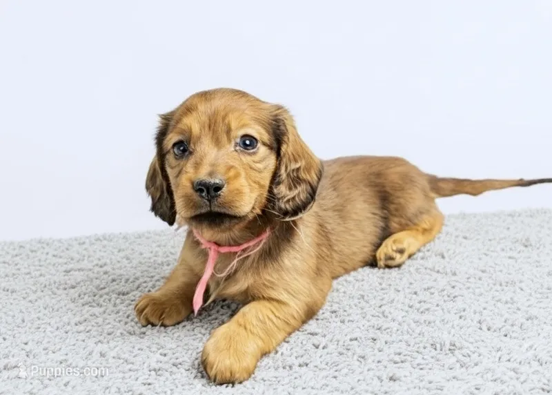 Francis – Miniature Dachshund puppy for sale in Culpeper, VA